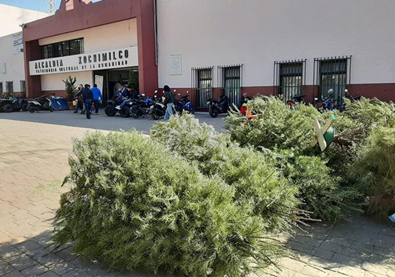 Le Dan Segunda Vida a Árbolitos de Navidad en Xochimilco | Informativo  DeTodoEn Megalópolis.