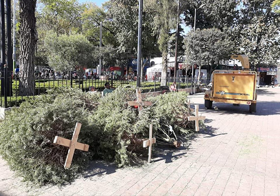 Le Dan Segunda Vida a Árbolitos de Navidad en Xochimilco DeTodoEn Directorio Megalopolis 03