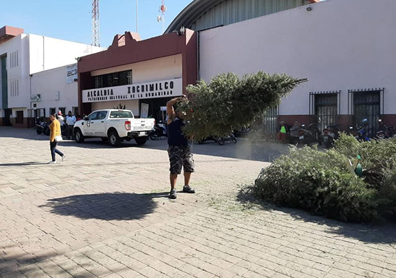Le Dan Segunda Vida a Árbolitos de Navidad en Xochimilco DeTodoEn Directorio Megalopolis 04