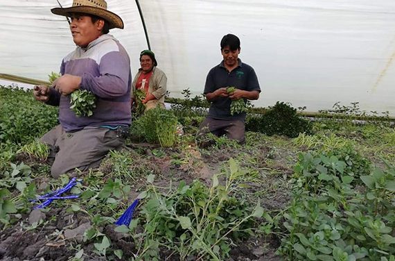 Chinamperos Implementan Servicio a Domicilio Ante COVID-19