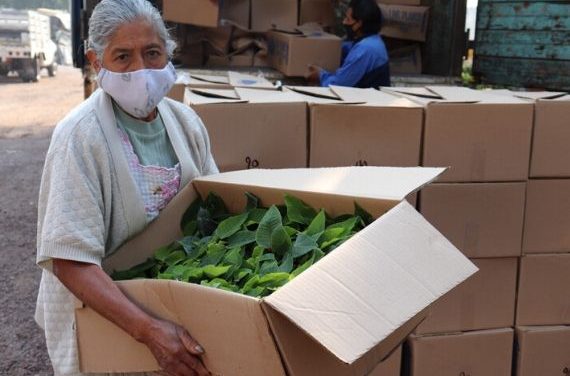 En Medio De La Pandemia, Productores De Nochebuena Comienzan Cultivo