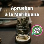 Aprueba El Senado El Uso Lúdico de La Marihuana