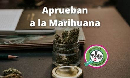 Aprueba El Senado El Uso Lúdico de La Marihuana