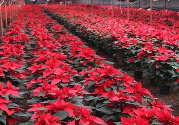 Un Millón 571 Mil Plantas De Nochebuena Listas Para Esta Navidad Informativo Detodoen Megalopolis 04