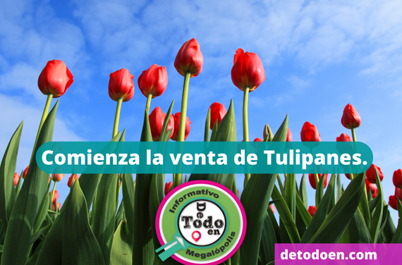 Comienza La Temporada de Tulipán en Suelo de Conservación.