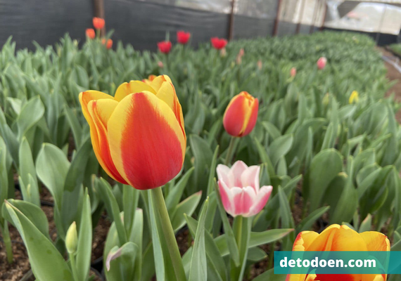 Comienza La Temporada de Tulipan en Suelo de Conservacion informativo detodoen megalopolis 04
