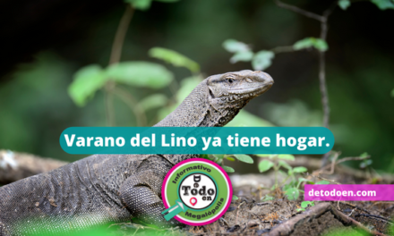 Varano del Nilo rescatado ya tiene hogar en el Herpetario del Zoológico de Chapultepec.
