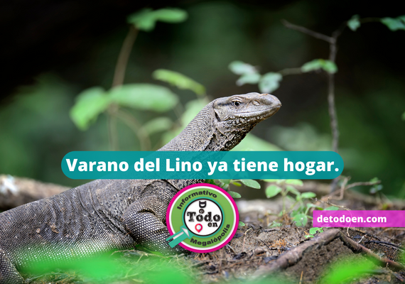 Varano del Nilo rescatado ya tiene hogar en el Herpetario del Zoológico de Chapultepec.
